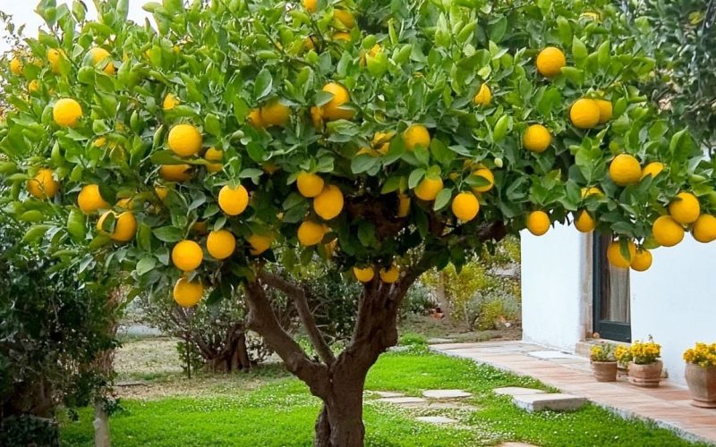 limon ağacınızın